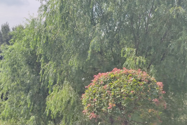 沈阳墓地迁移有什么规定? 沈阳墓地迁移有什么规定?