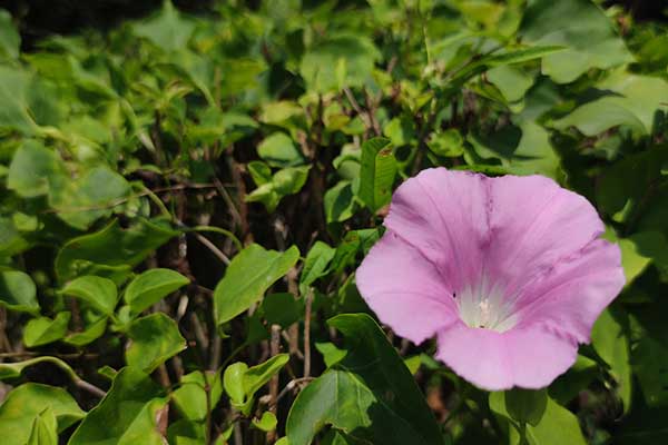 沈阳墓园六大核心优势深度解析! 沈阳墓园六大核心优势深度解析!