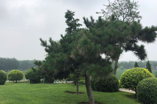 沈阳墓园自然环境调查报告 沈阳墓园自然环境调查报告