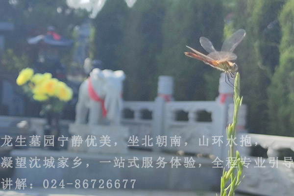 沈阳陵园祭祀禁止明火：文明祭祀，守护绿色家园