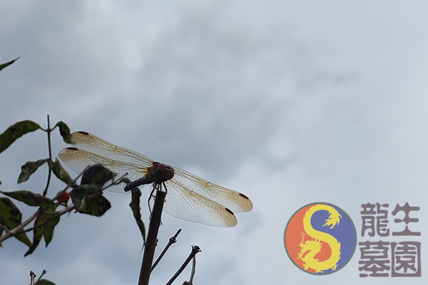 沈阳陵园悲伤辅导的主要程序